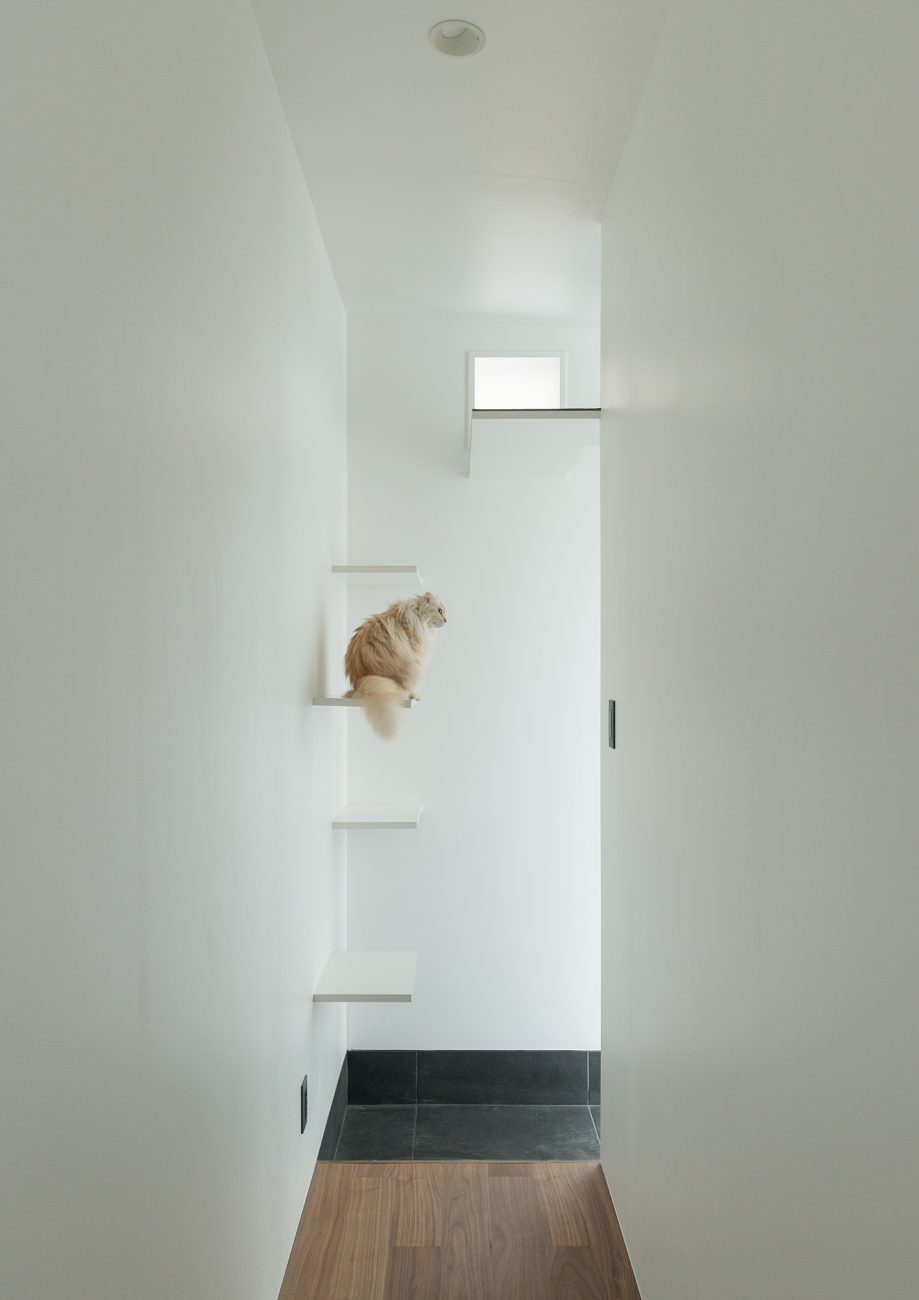 白い壁に設けられた壁付けの棚に猫が乗っている様子・デザイン住宅 注文住宅・デザイン住宅建築実例_『CASE634 アトリエを持つ家』_玄関