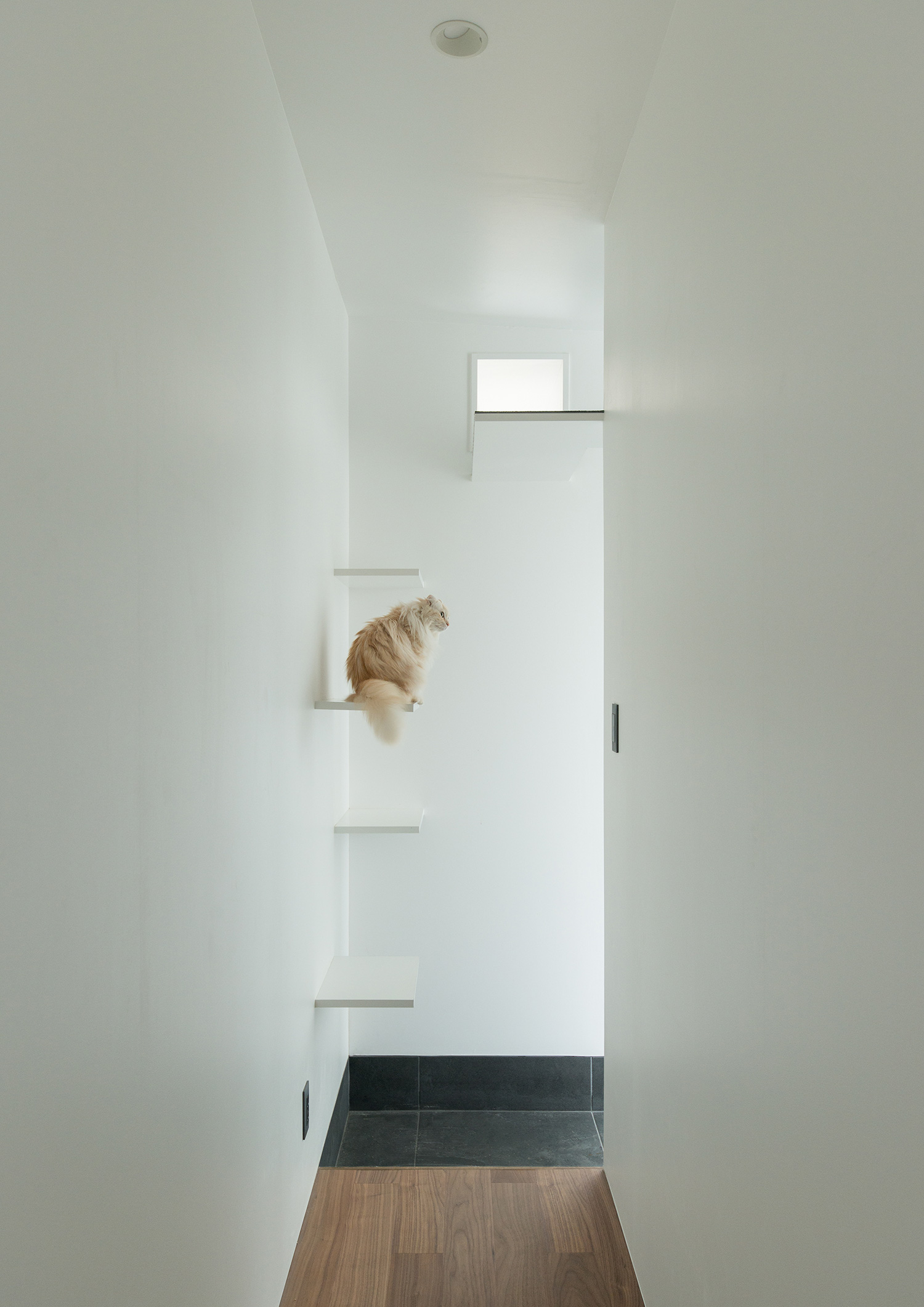 白い壁に設けられた壁付けの棚に猫が乗っている様子・デザイン住宅 注文住宅・デザイン住宅建築実例_『CASE634 アトリエを持つ家』_玄関