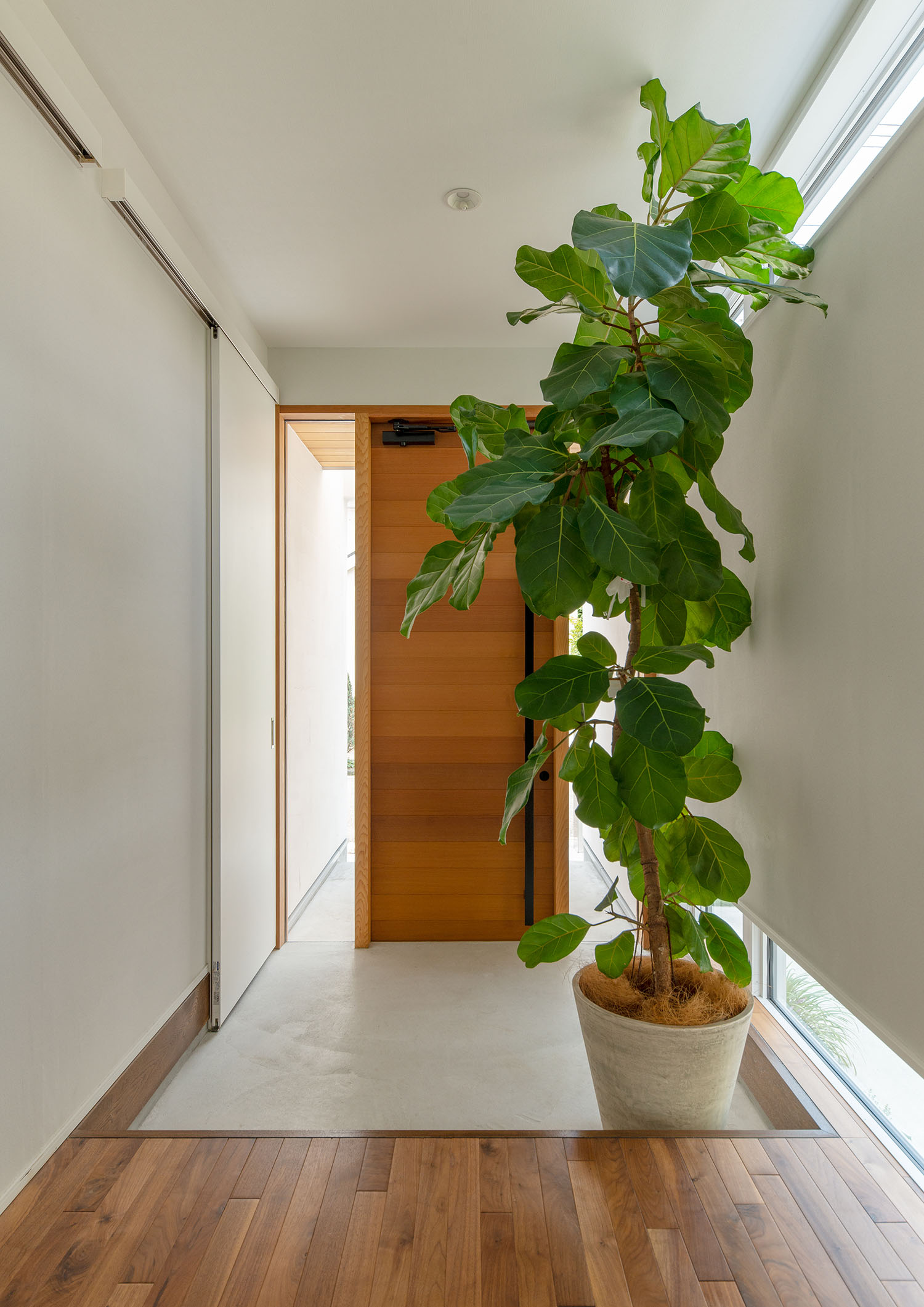 玄関扉の両脇がガラスになっている、観葉植物のある玄関・デザイン住宅 注文住宅・デザイン住宅建築実例_『CASE663 シークエンス』_玄関