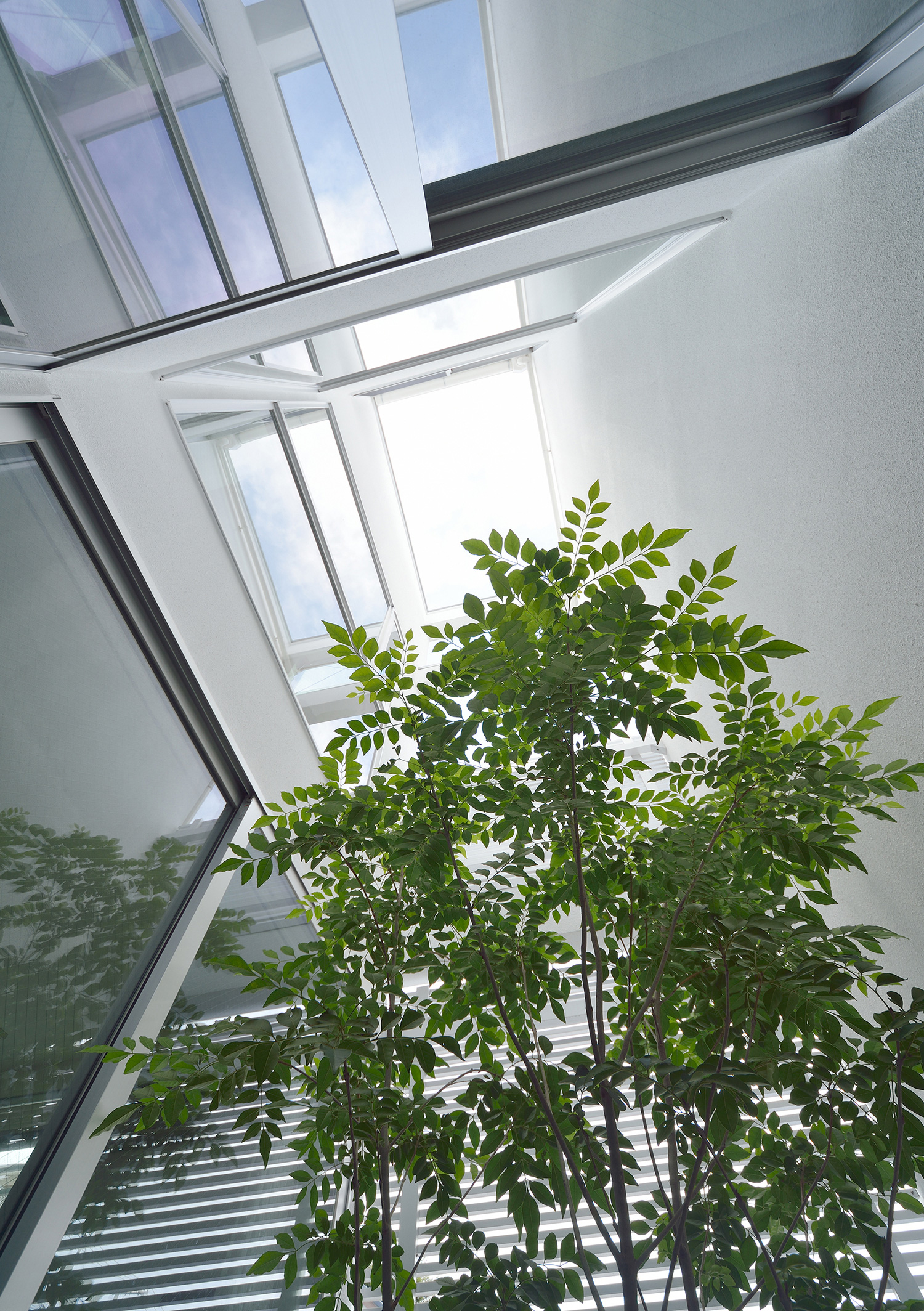 大きなシンボルツリーがある吹き抜けの中庭・デザイン住宅