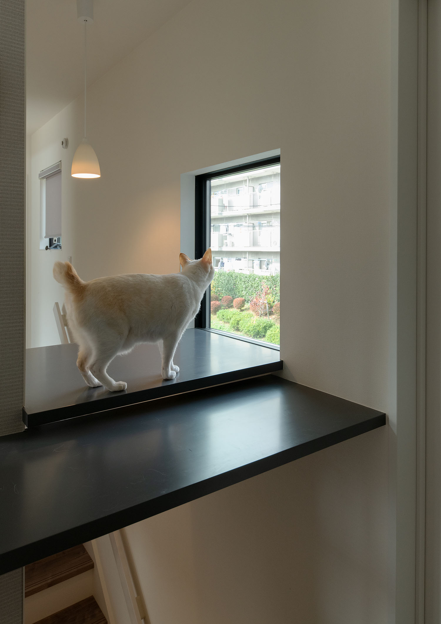 キャットウォークのそばにある窓からネコが外を見ている様子・デザイン住宅 注文住宅・デザイン住宅建築実例_『CASE689 猫と寄り添う家』_LDK